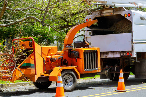 Best Storm Damage Tree Cleanup  in New Whiteland, IN