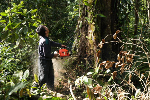 Best Hazardous Tree Removal  in New Whiteland, IN