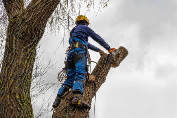 Trusted New Whiteland, IN Tree Services Experts