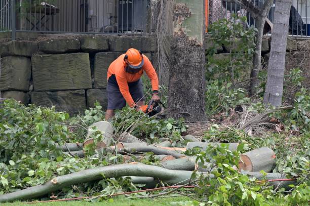 How Our Tree Care Process Works  in  New Whiteland, IN